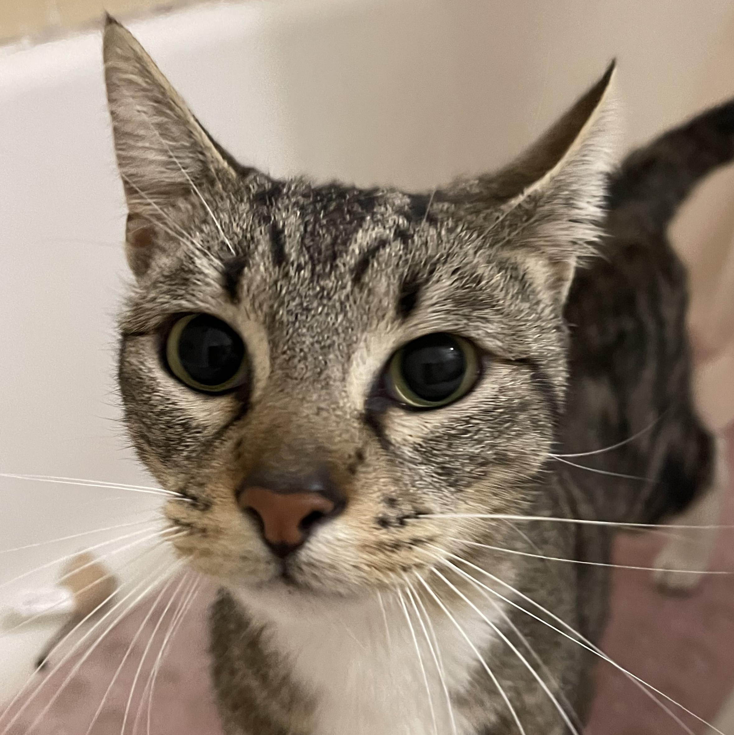 Danny, Adoptable, Young Male Domestic Short Hair & Bengal.