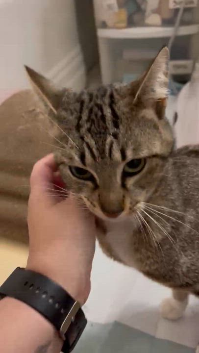 Enlarge Danny, a Adoptable mixed breed in Santa Ana, CA video 5/6