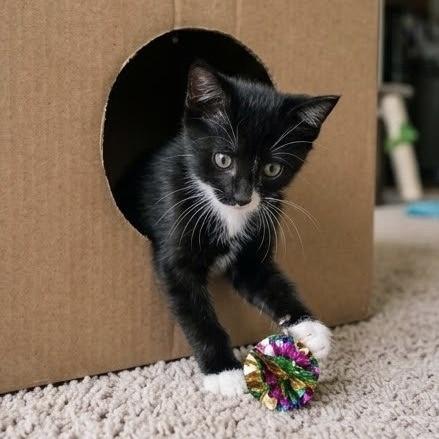 Enlarge Nyne, a Adoptable Domestic Short Hair in Bentonville, AR image 2/2