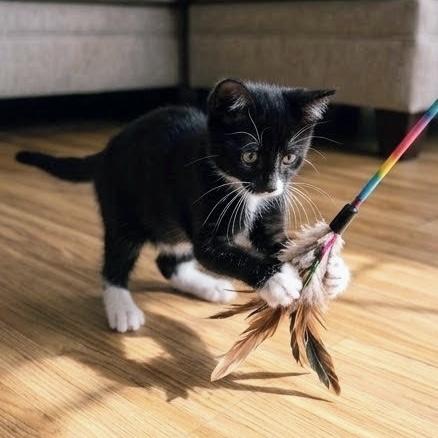 Nyne, Adoptable, Kitten Male Domestic Short Hair.