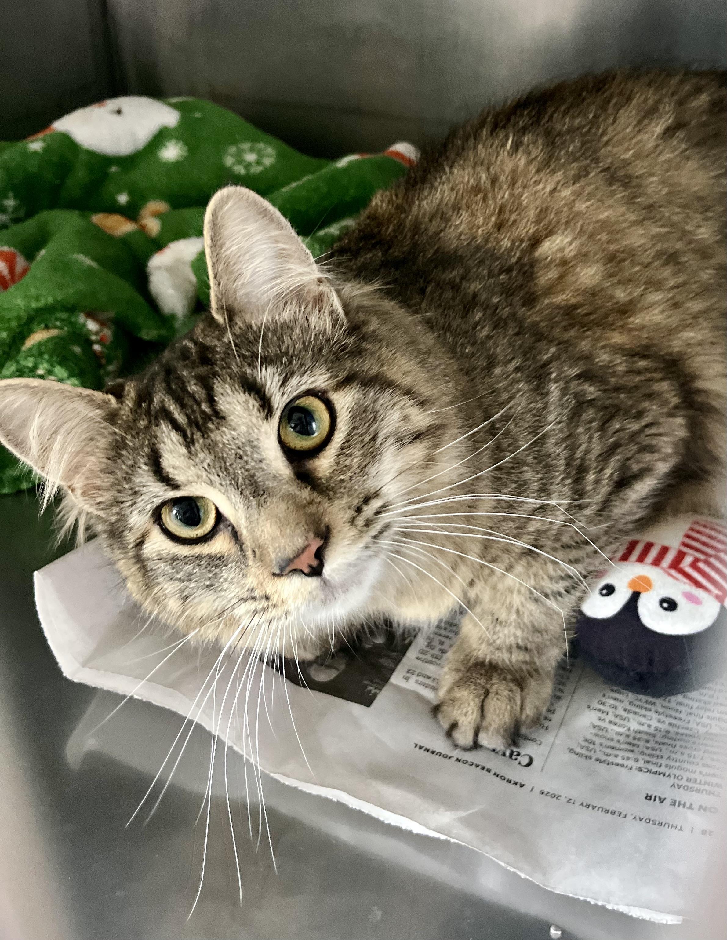 Enlarge Mytho, an adopted Domestic Medium Hair in Seville, OH image 2/2