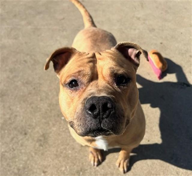 SEBASTIAN, Adoptable, Adult Male Pit Bull Terrier & Mixed Breed.