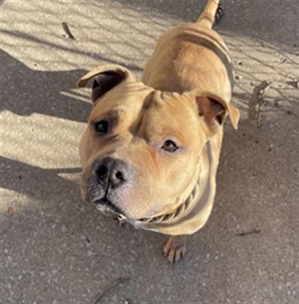 Enlarge SEBASTIAN, a Adoptable mixed breed in Aurora, IL image 1/1