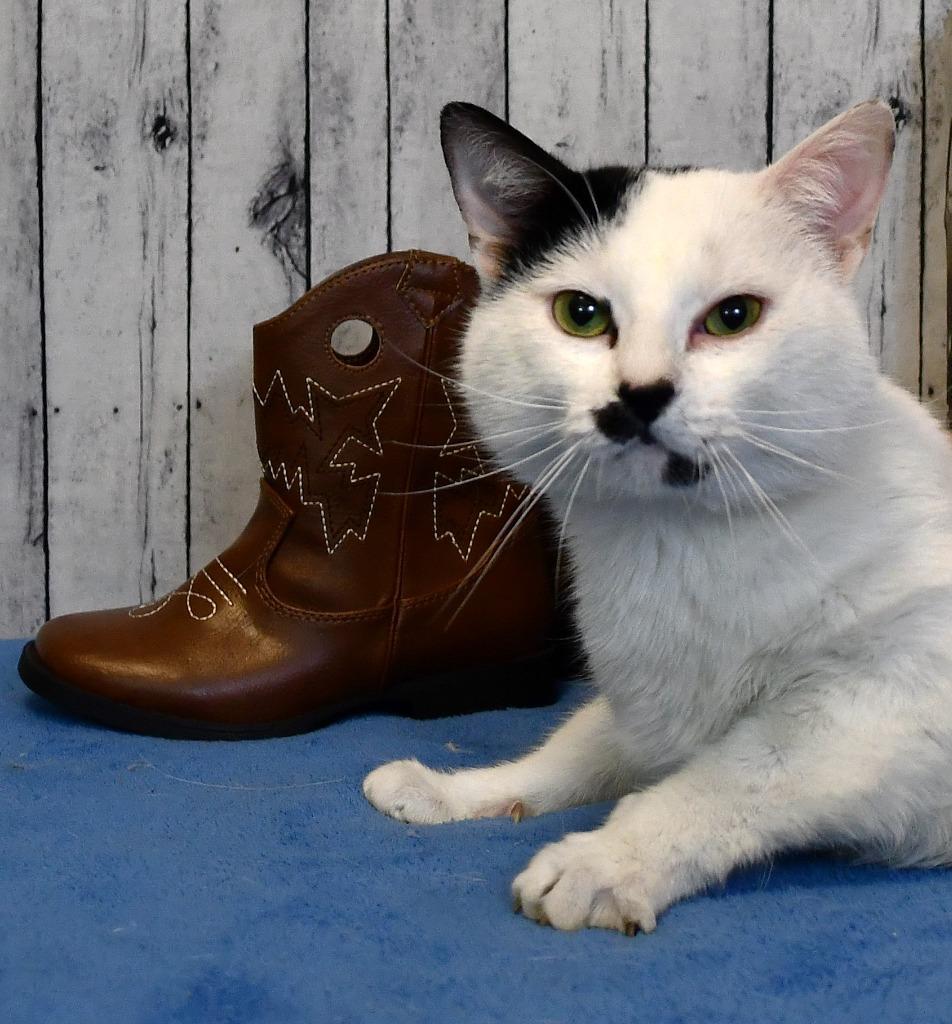 Mustachio, Adoptable, Young Male Domestic Short Hair.