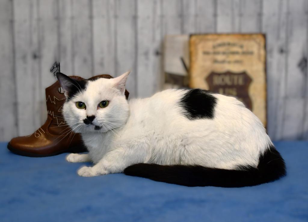 Mustachio, a Adoptable mixed breed in Roanoke, TX image 2/3