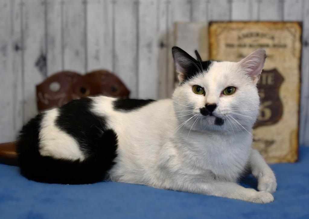 Mustachio, a Adoptable mixed breed in Roanoke, TX image 3/3
