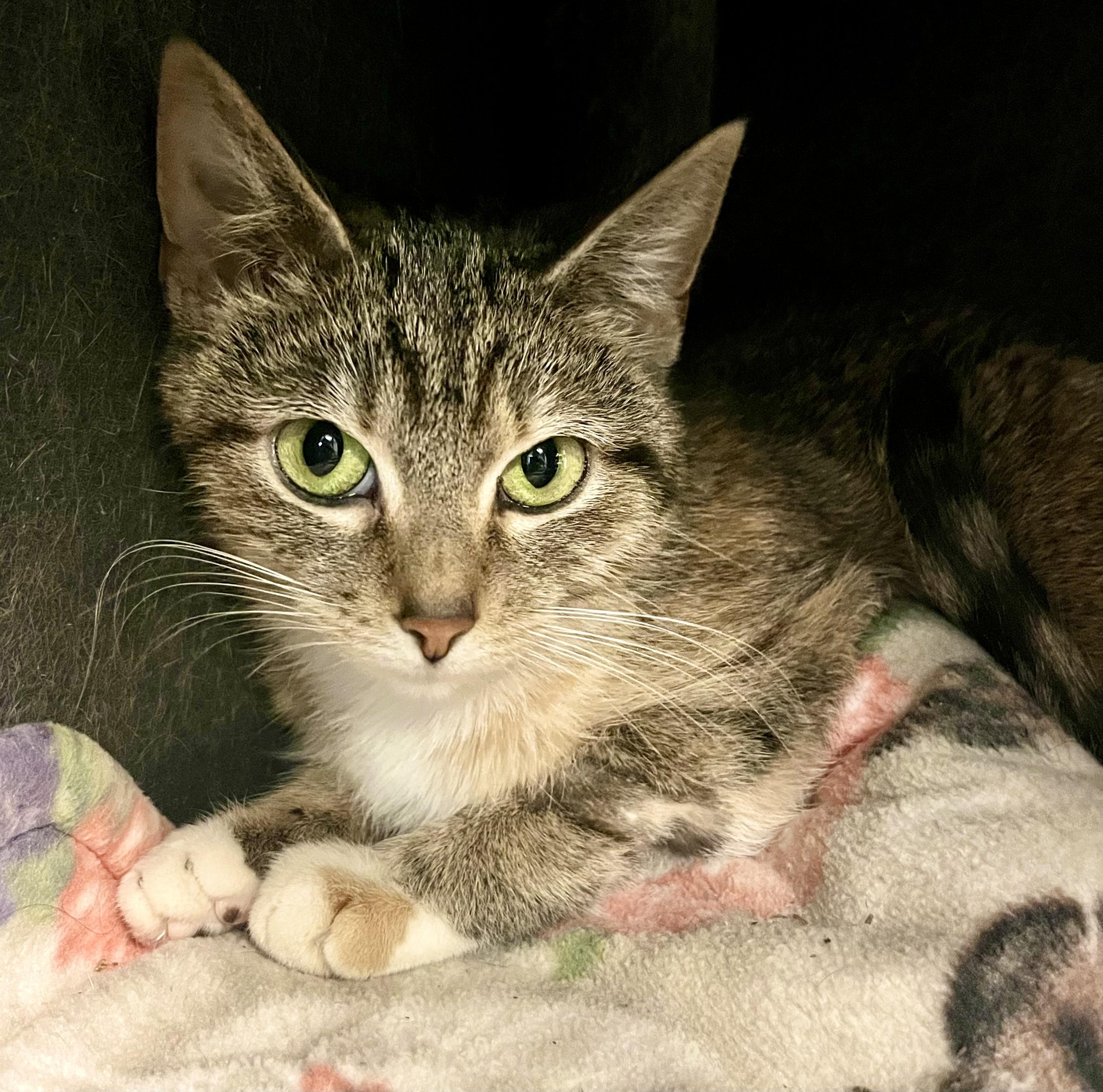 Daisy, a Adoptable Domestic Short Hair in Seville, OH image 3/3