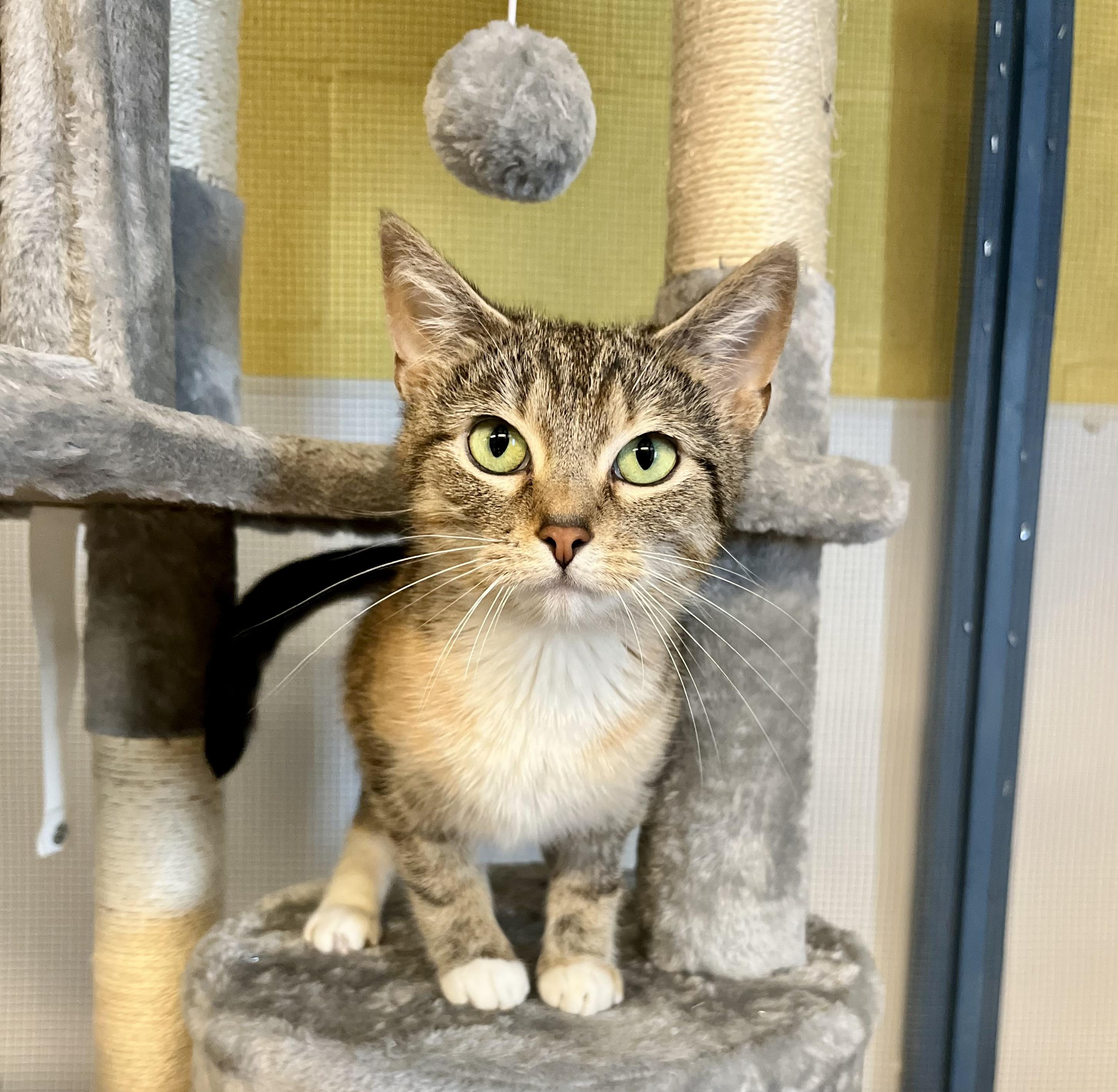 Daisy, Adoptable, Adult Female Domestic Short Hair.