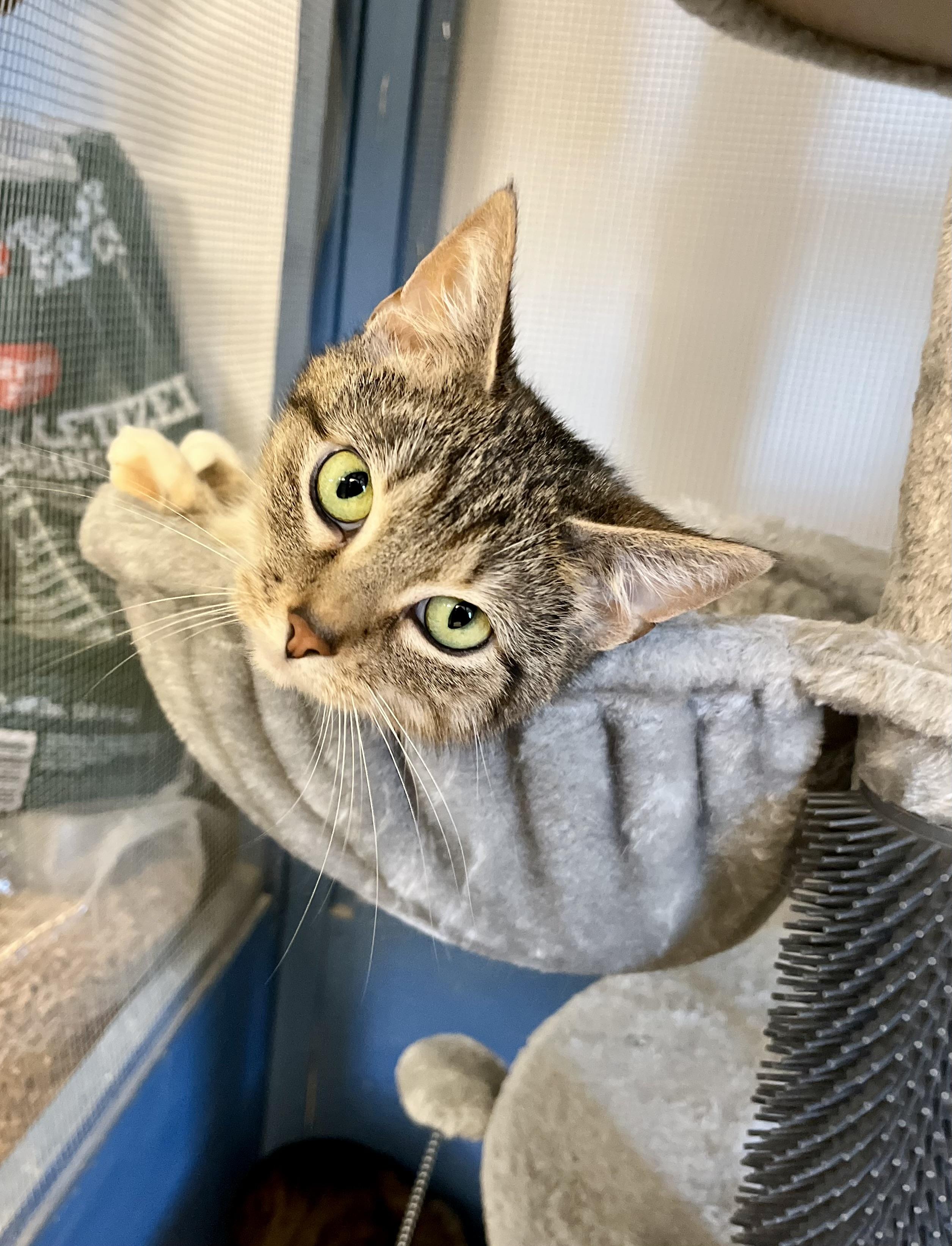 Daisy, a Adoptable Domestic Short Hair in Seville, OH image 2/3