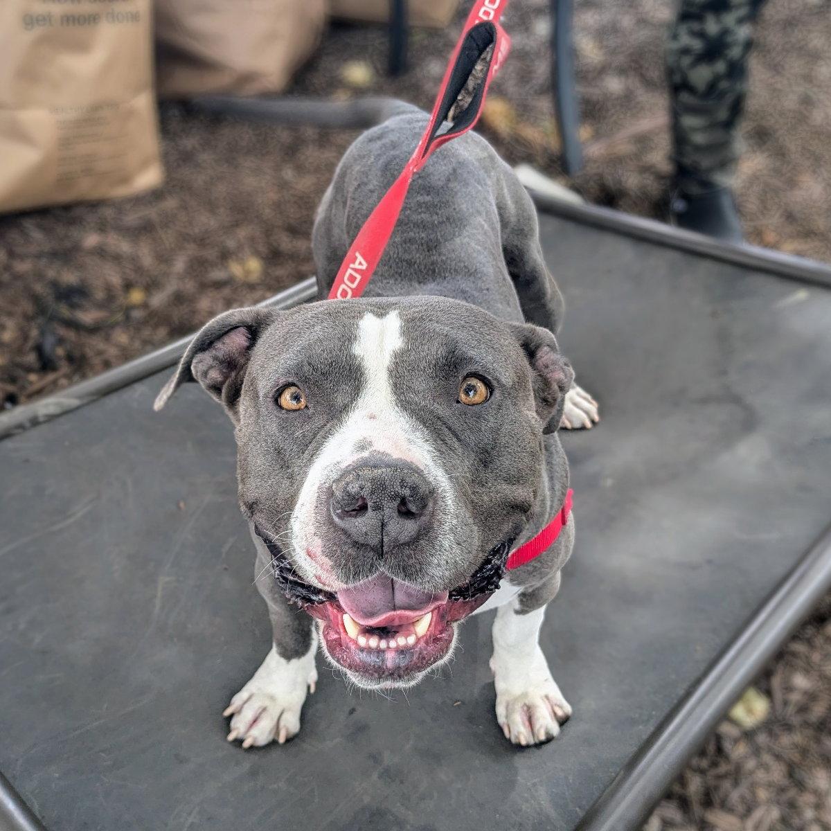 Inari, Adoptable, Adult Female Pit Bull Terrier.