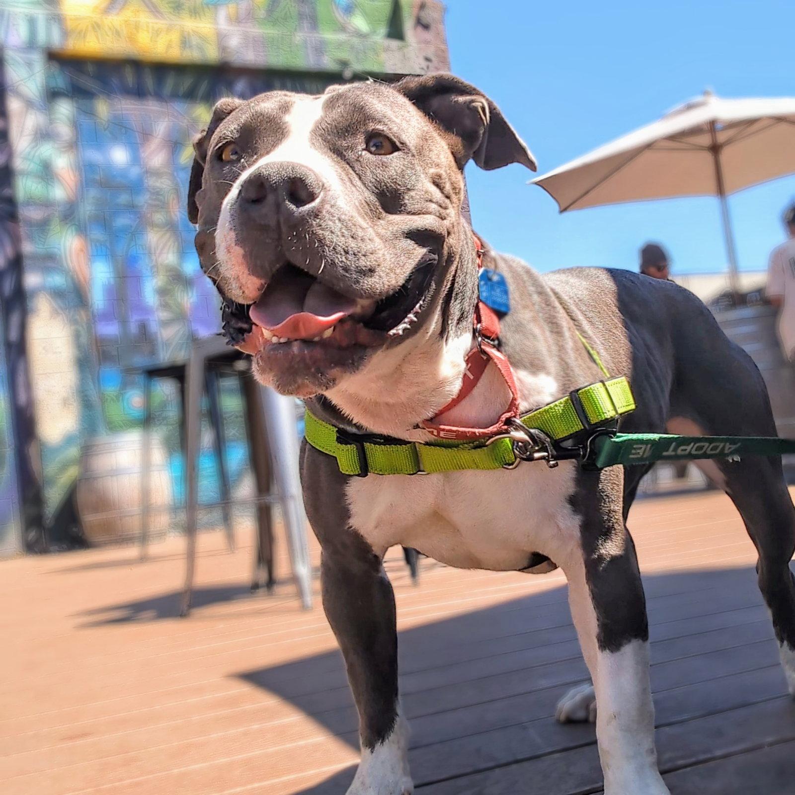 Enlarge Inari, a Adoptable Pit Bull Terrier in Oakland, CA image 2/3