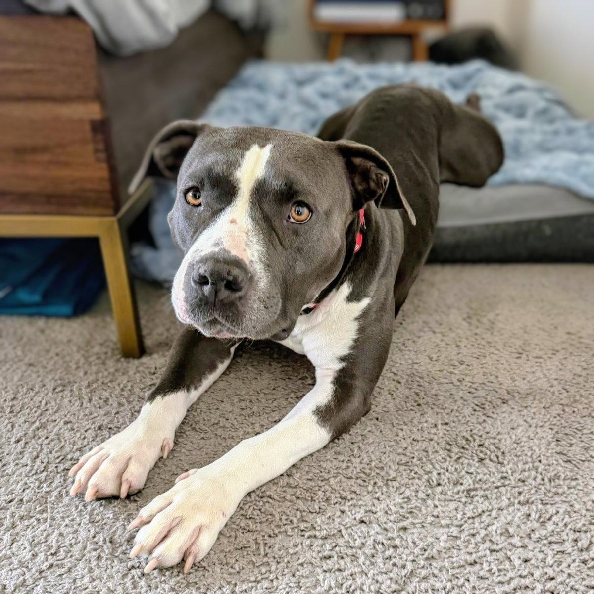 Enlarge Inari, a Adoptable Pit Bull Terrier in Oakland, CA image 3/3
