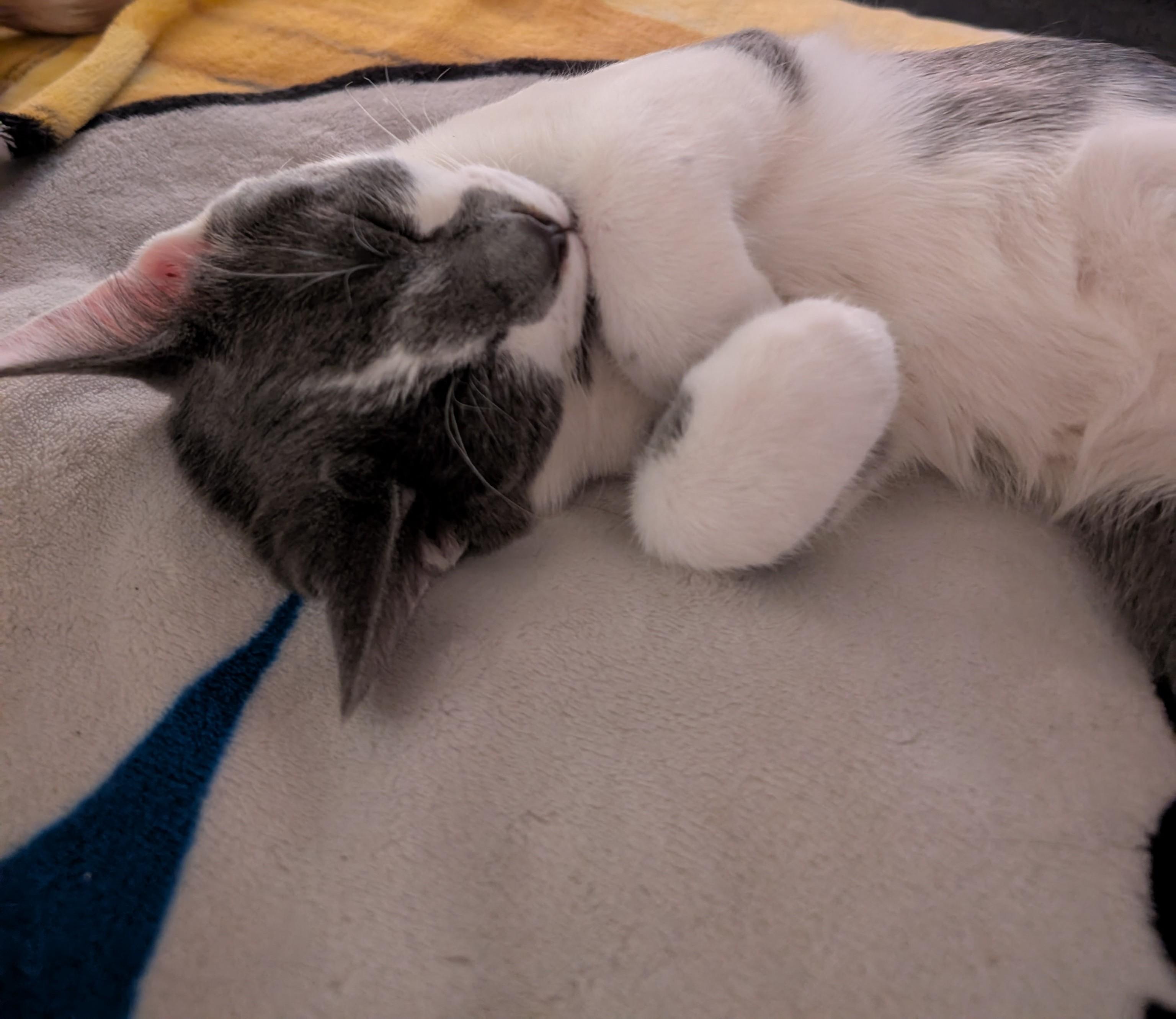 Enlarge Daggert, a Adoptable Domestic Short Hair in Concord, CA image 4/4