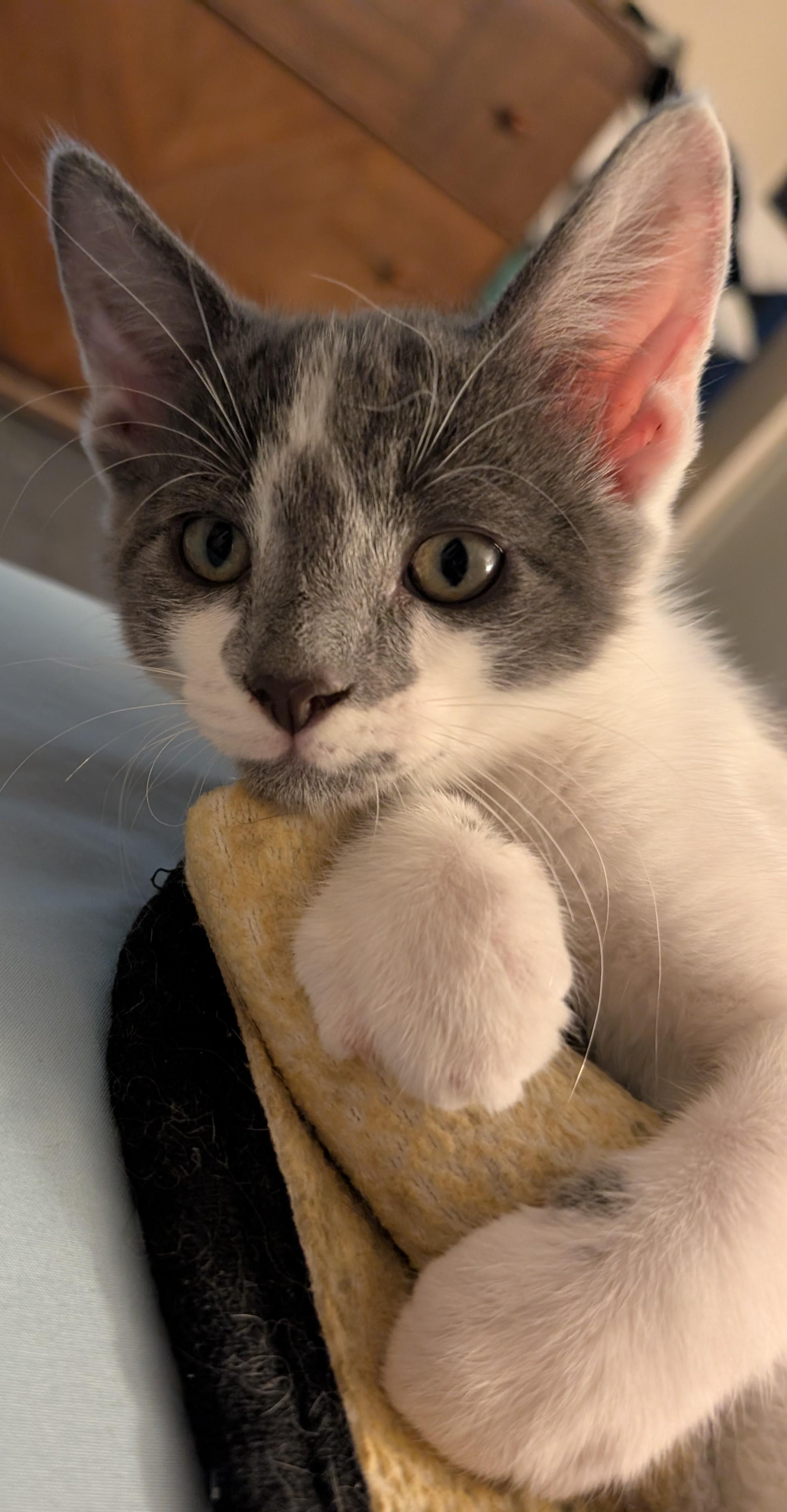 Enlarge Daggert, a ADOPTABLE Domestic Short Hair in Concord, CA image 3/3