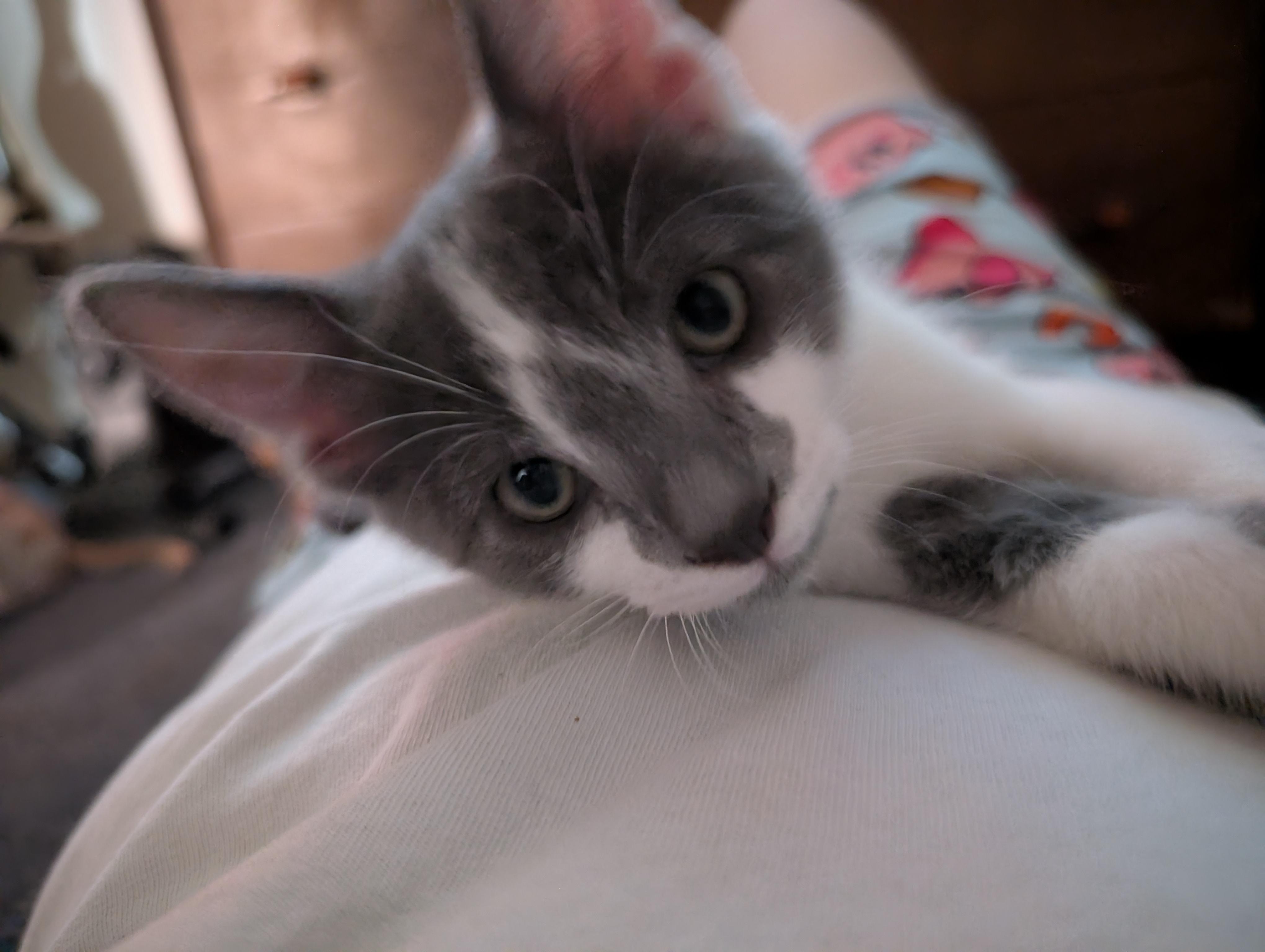 Enlarge Daggert, a ADOPTABLE Domestic Short Hair in Concord, CA image 2/3