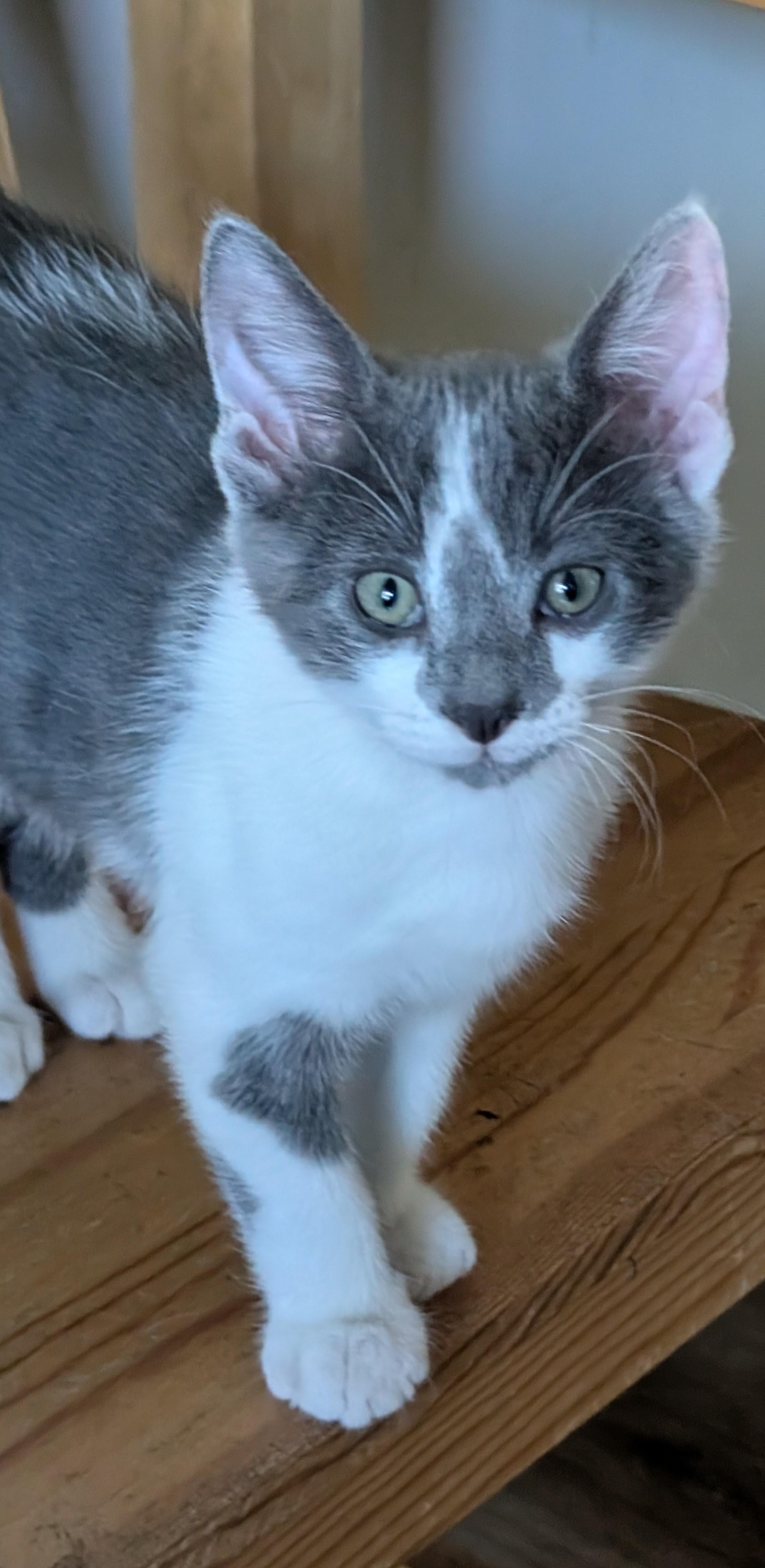 Enlarge Daggert, a ADOPTABLE Domestic Short Hair in Concord, CA image 1/3