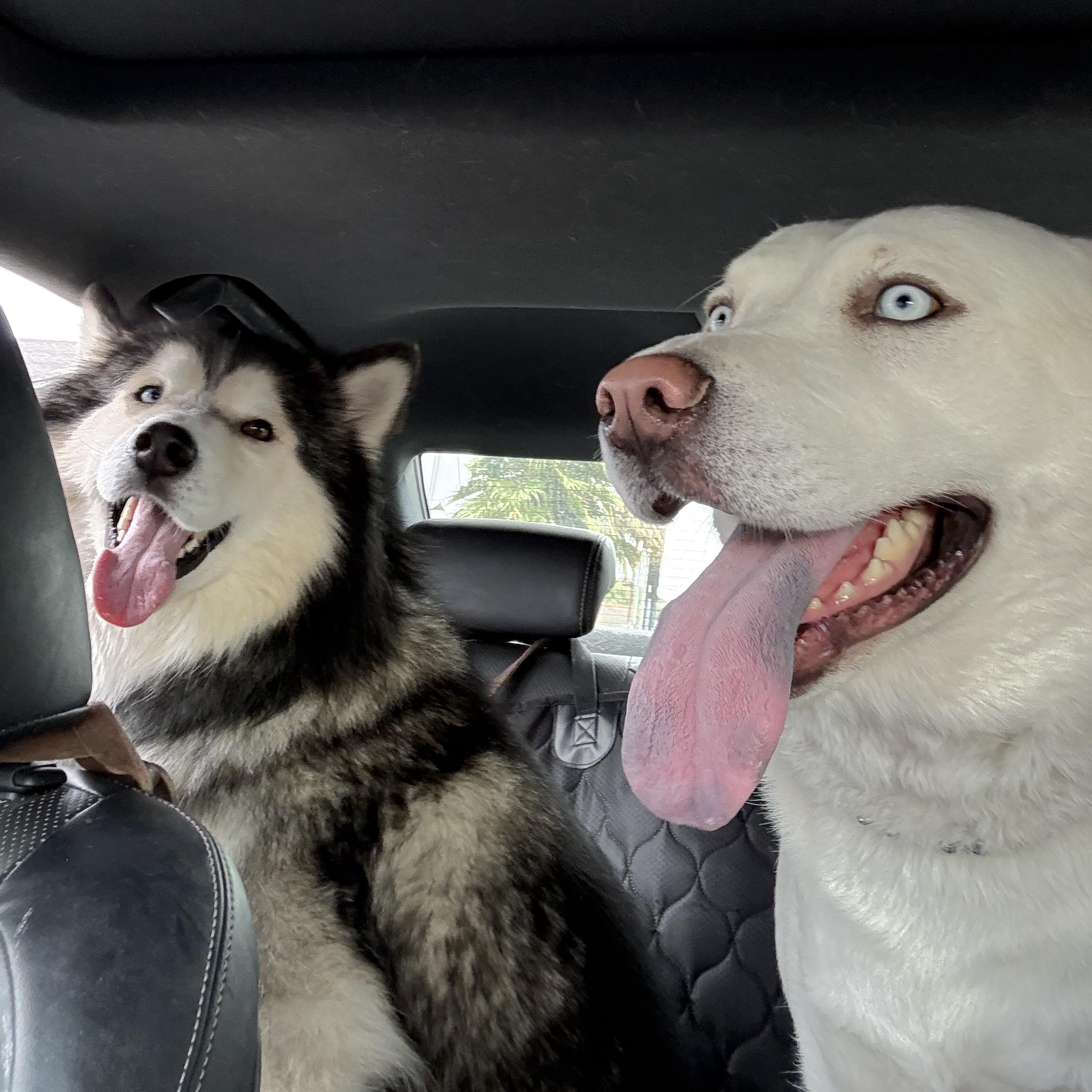 Enlarge Cosmo, a Adopted Alaskan Malamute in Los Angeles, CA image 3/6