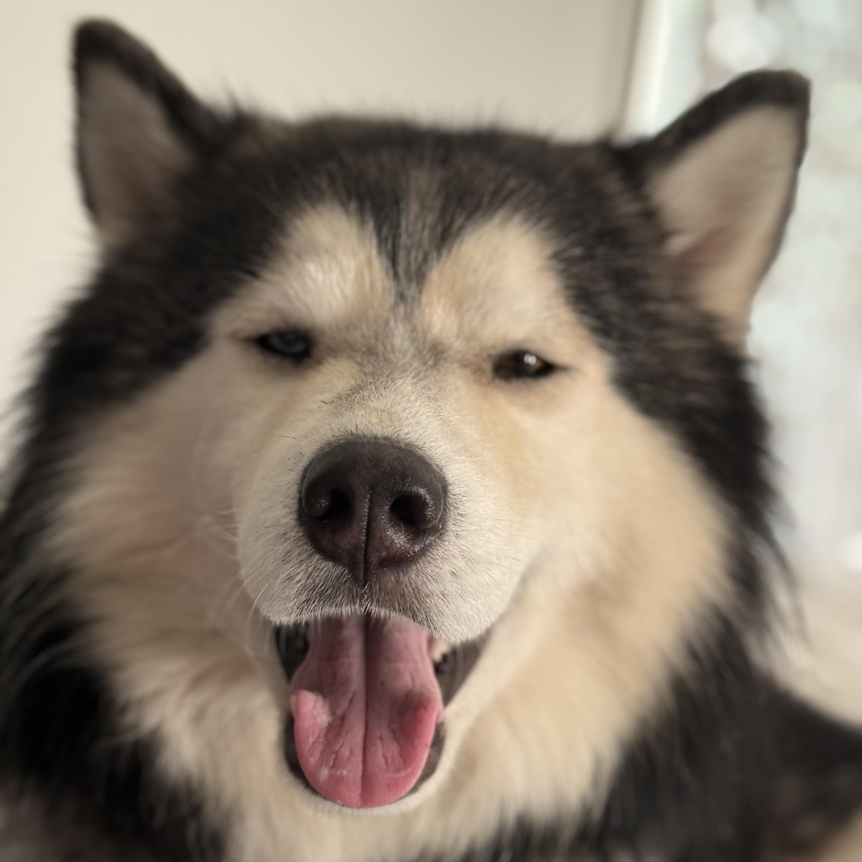 Cosmo, Adopted, Adult Male Alaskan Malamute.