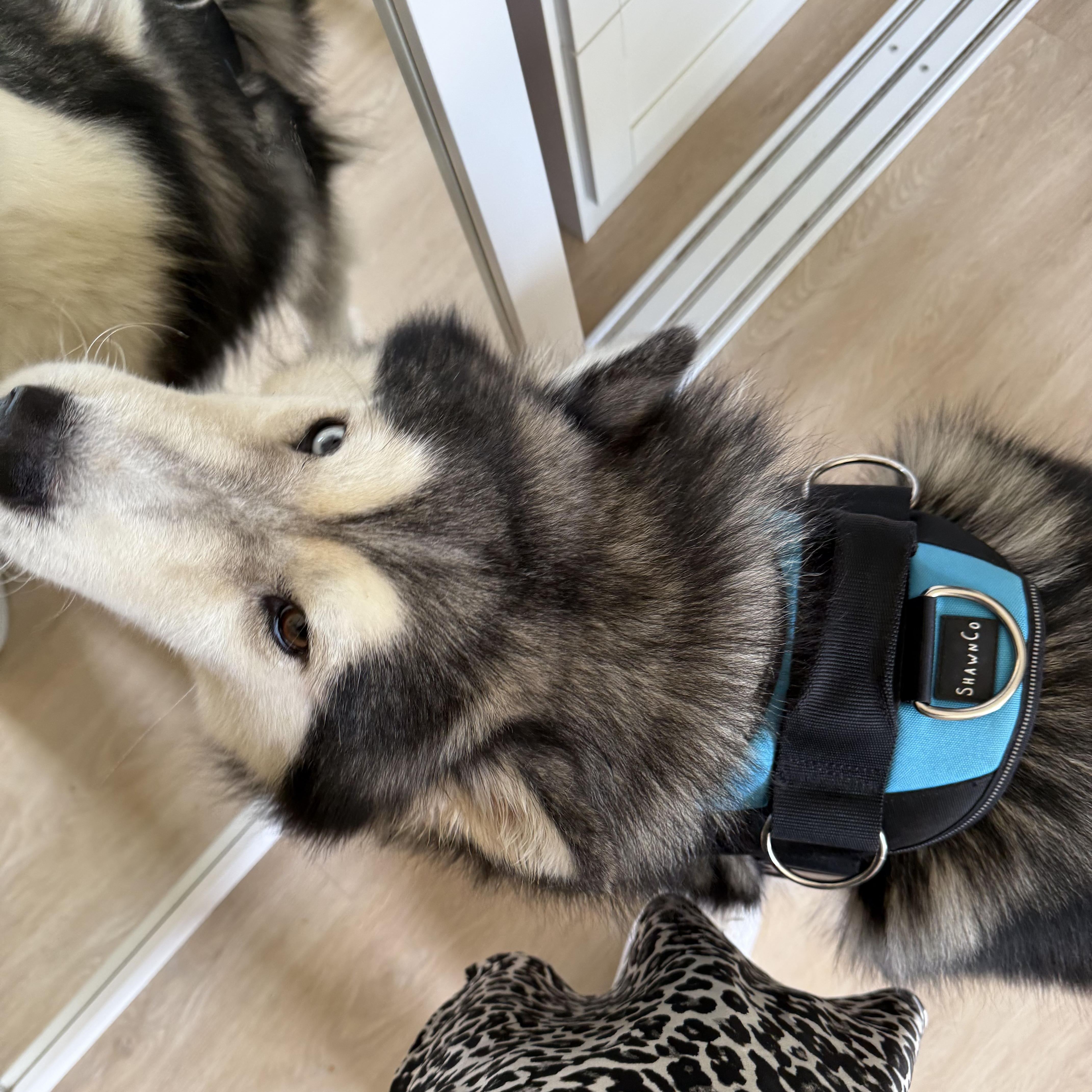 Enlarge Cosmo, a Adopted Alaskan Malamute in Los Angeles, CA image 5/6