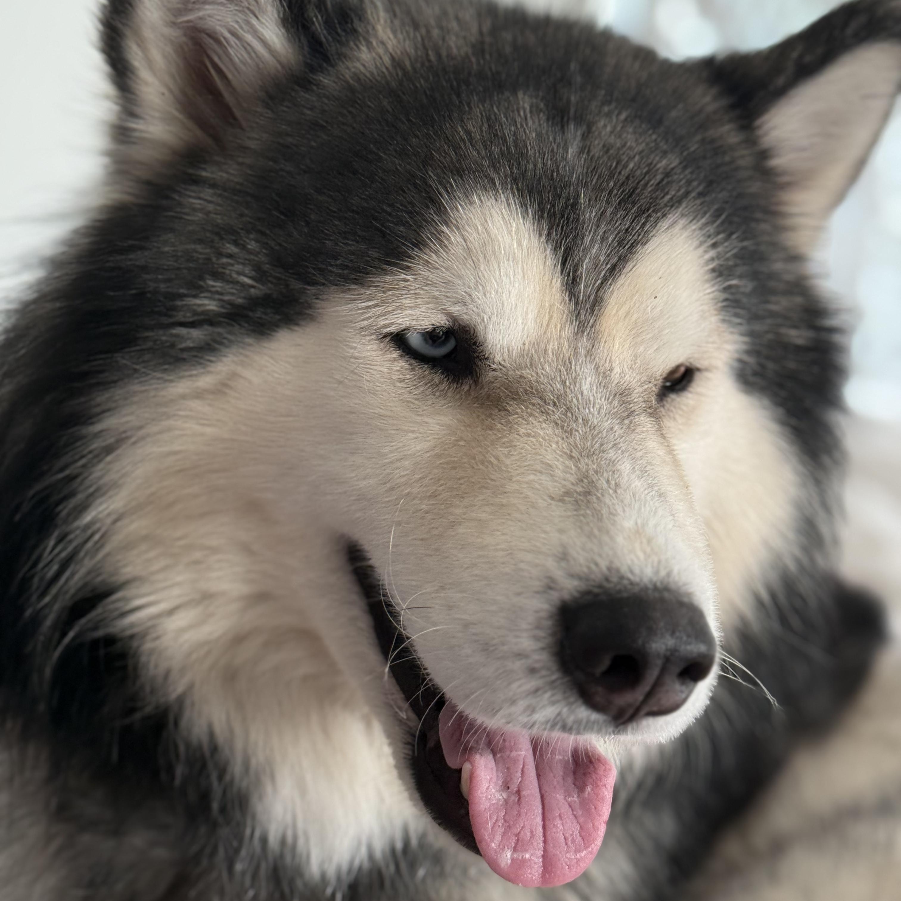 Enlarge Cosmo, a Adopted Alaskan Malamute in Los Angeles, CA image 4/6