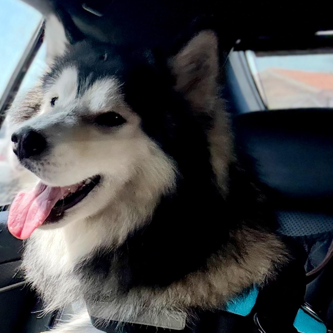 Enlarge Cosmo, a Adopted Alaskan Malamute in Los Angeles, CA image 2/6