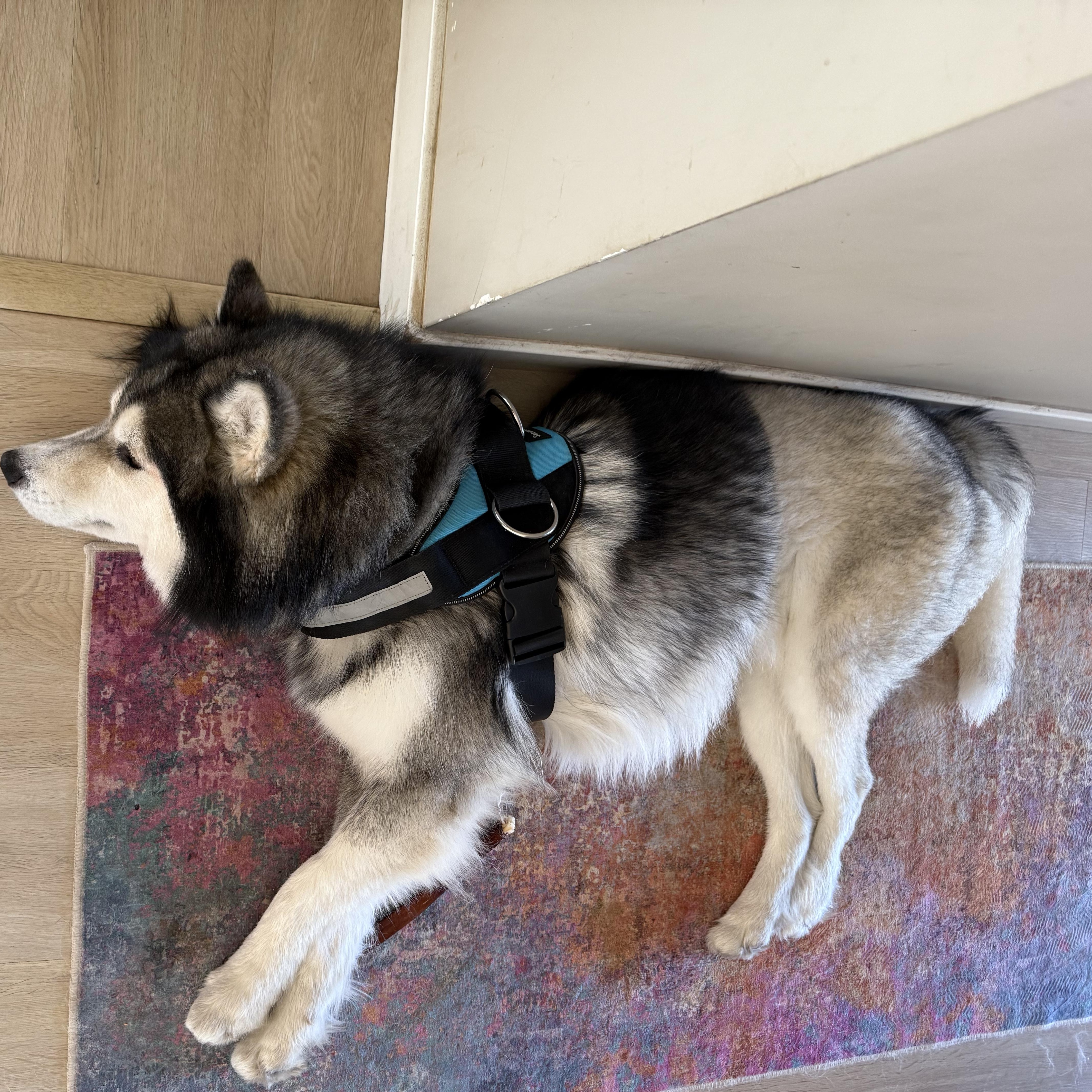 Enlarge Cosmo, a Adopted Alaskan Malamute in Los Angeles, CA image 6/6
