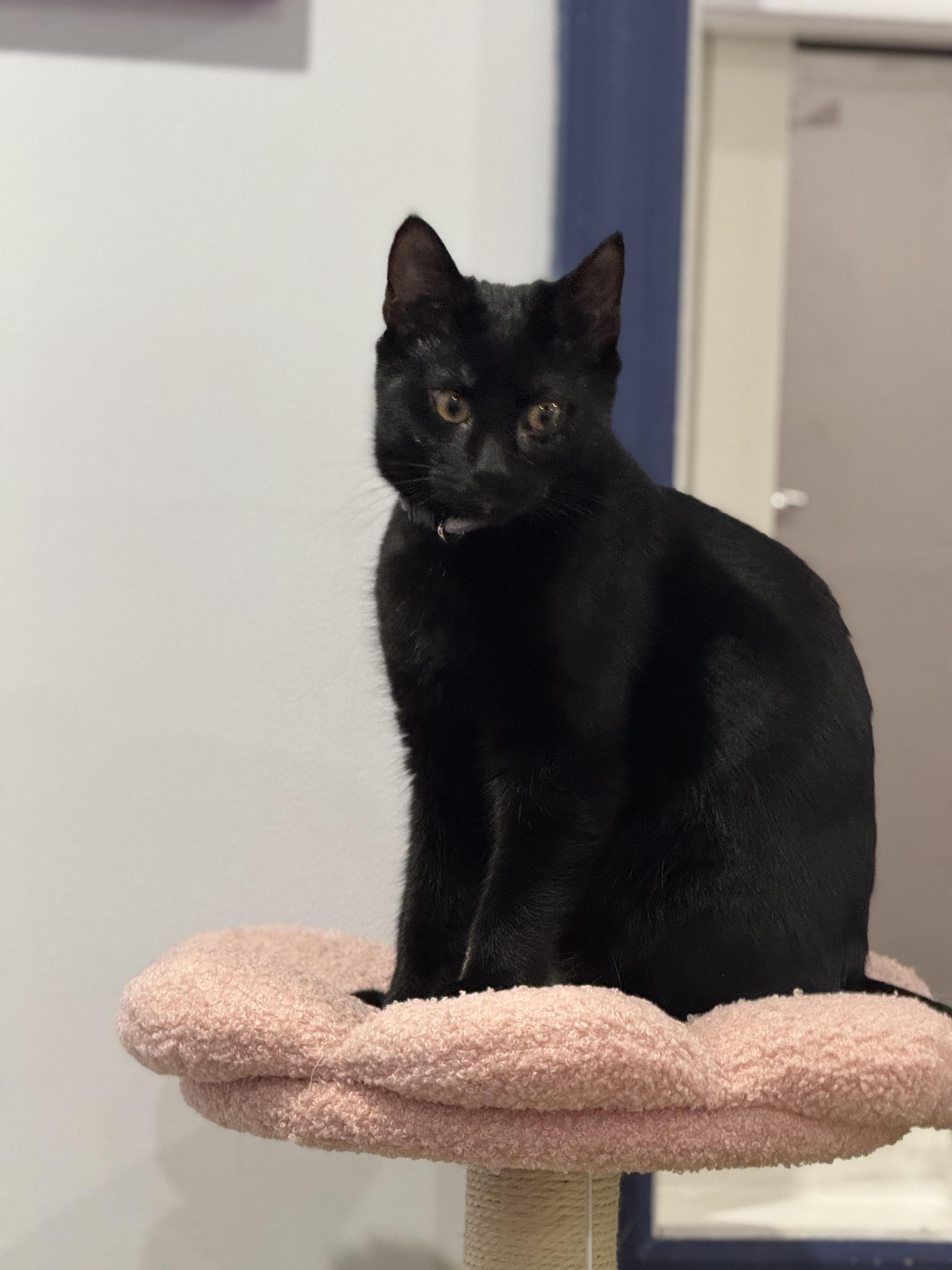 Ellie, an adopted Domestic Short Hair in BUTLER, PA image 2/4