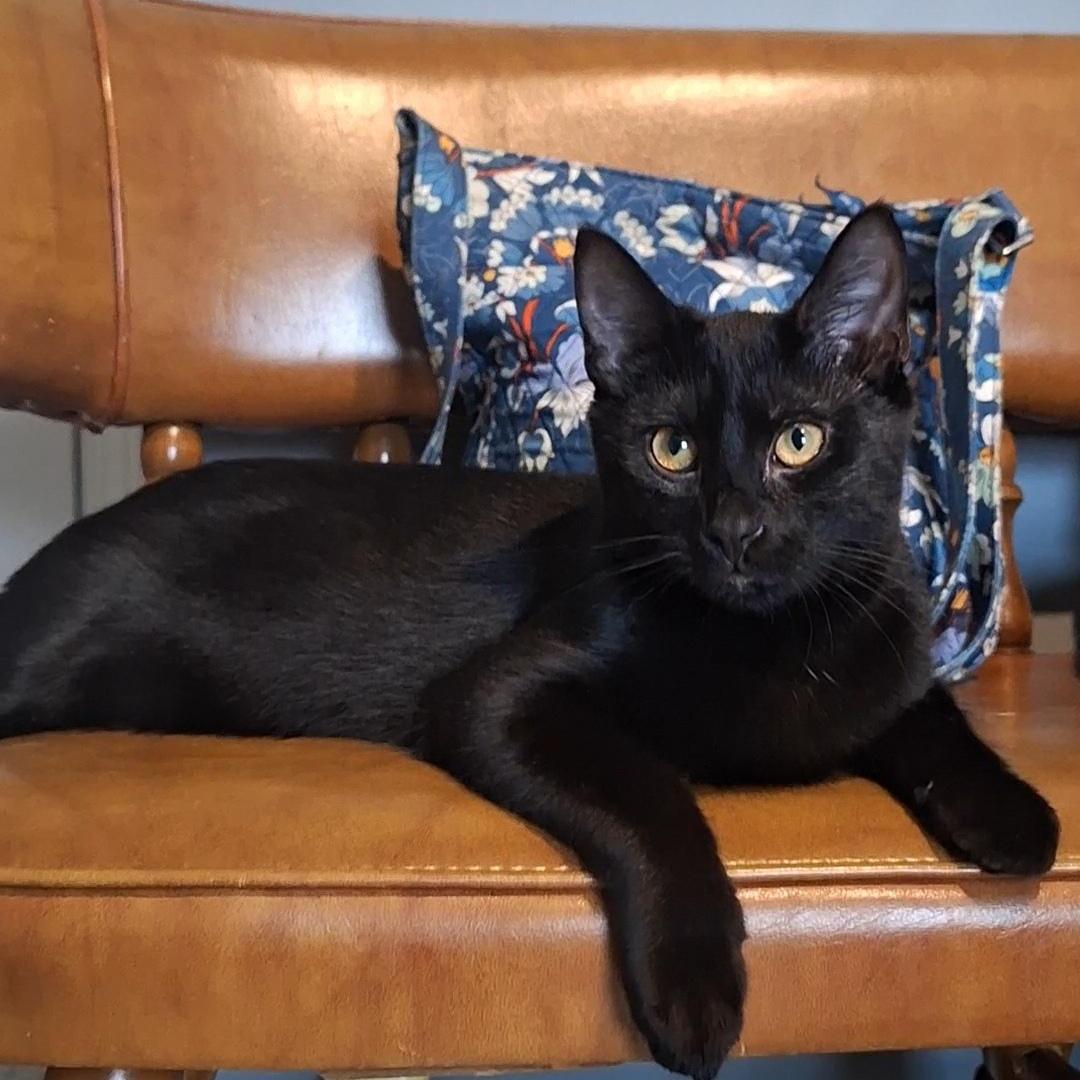 Ellie, an adopted Domestic Short Hair in BUTLER, PA image 1/4