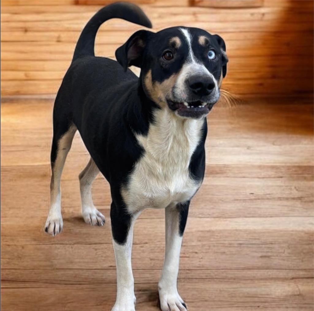 Ace, Adoptable, Adult Male Pointer & German Shepherd Dog.