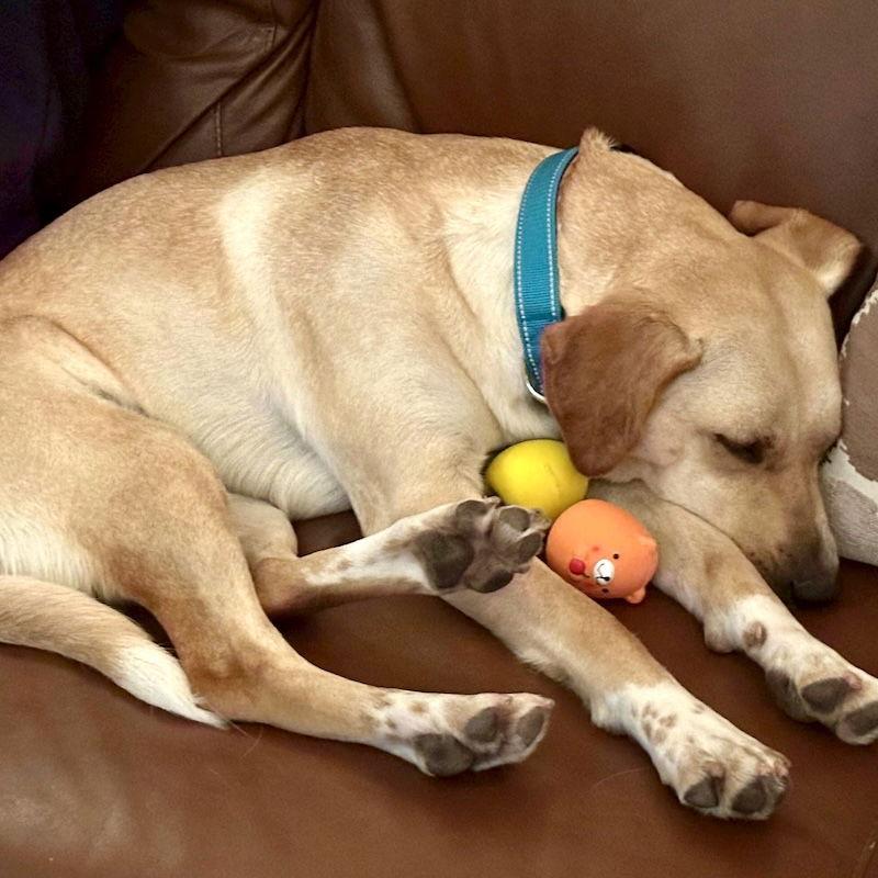 Enlarge Lemon, a Adopted Golden Retriever in San Juan Capistrano, CA image 1/3