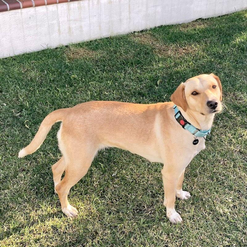 Enlarge Lemon, a Adopted Golden Retriever in San Juan Capistrano, CA image 3/3