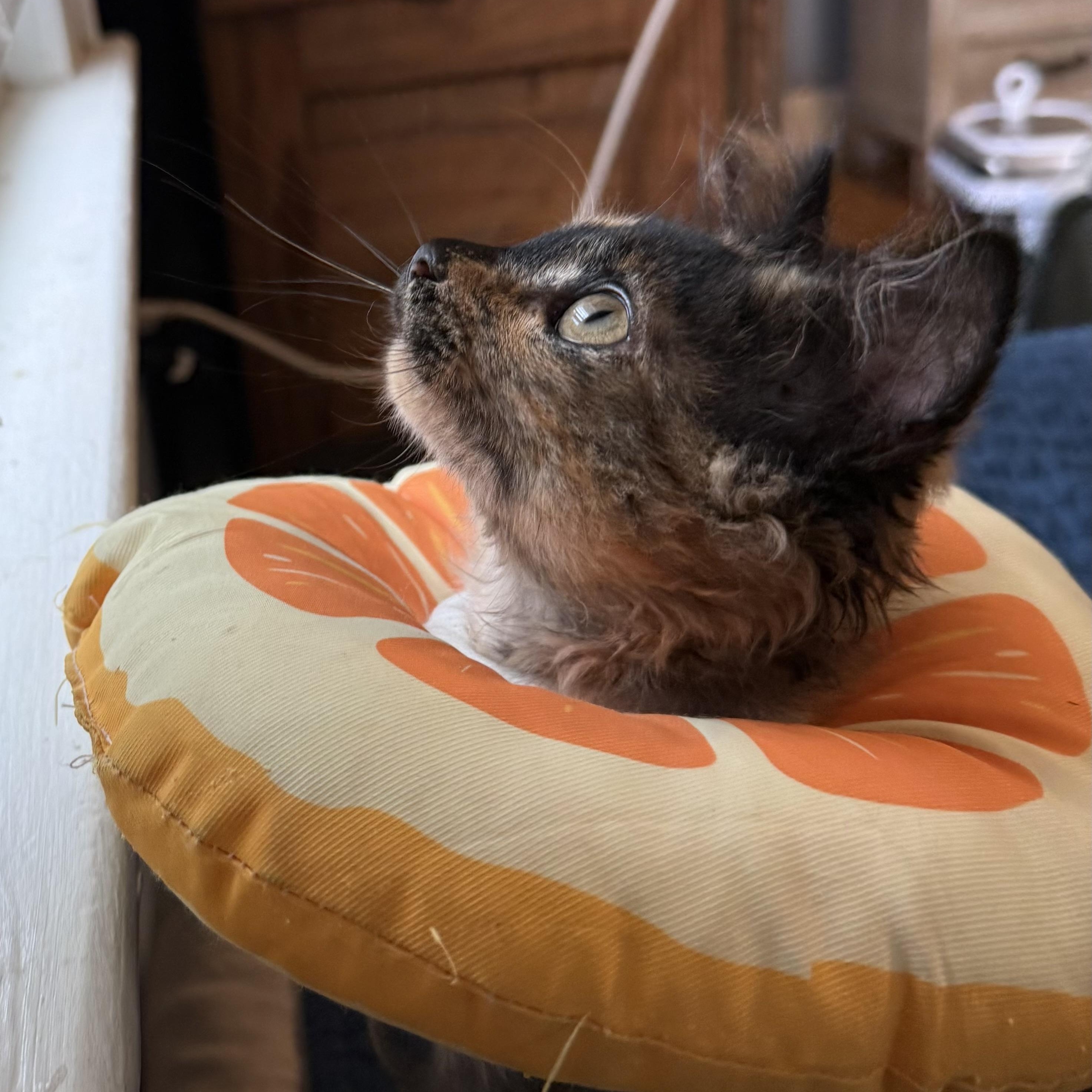 Enlarge July, a Adopted Domestic Long Hair in Colonia, NJ image 5/5