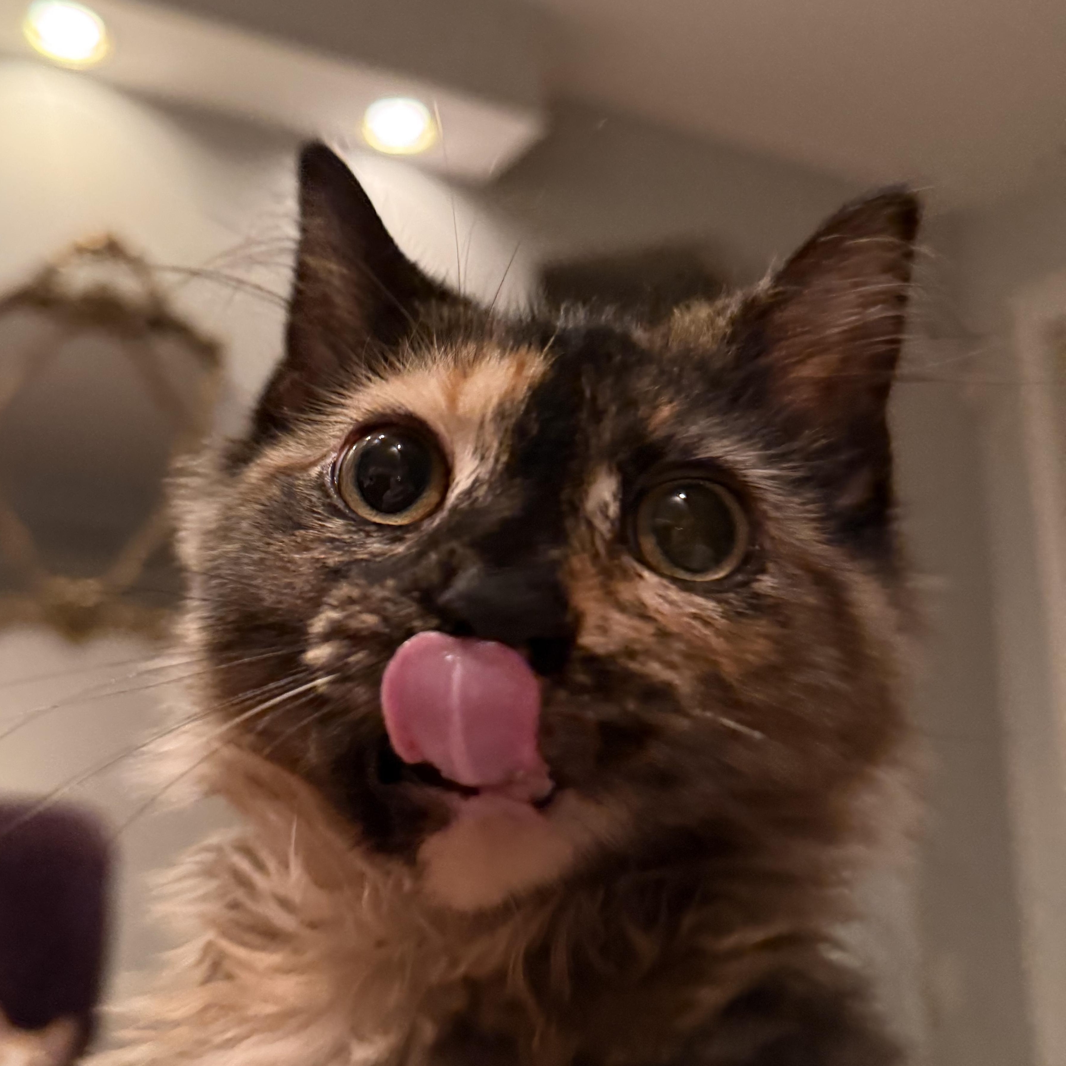 Enlarge July, a Adopted Domestic Long Hair in Colonia, NJ image 2/5