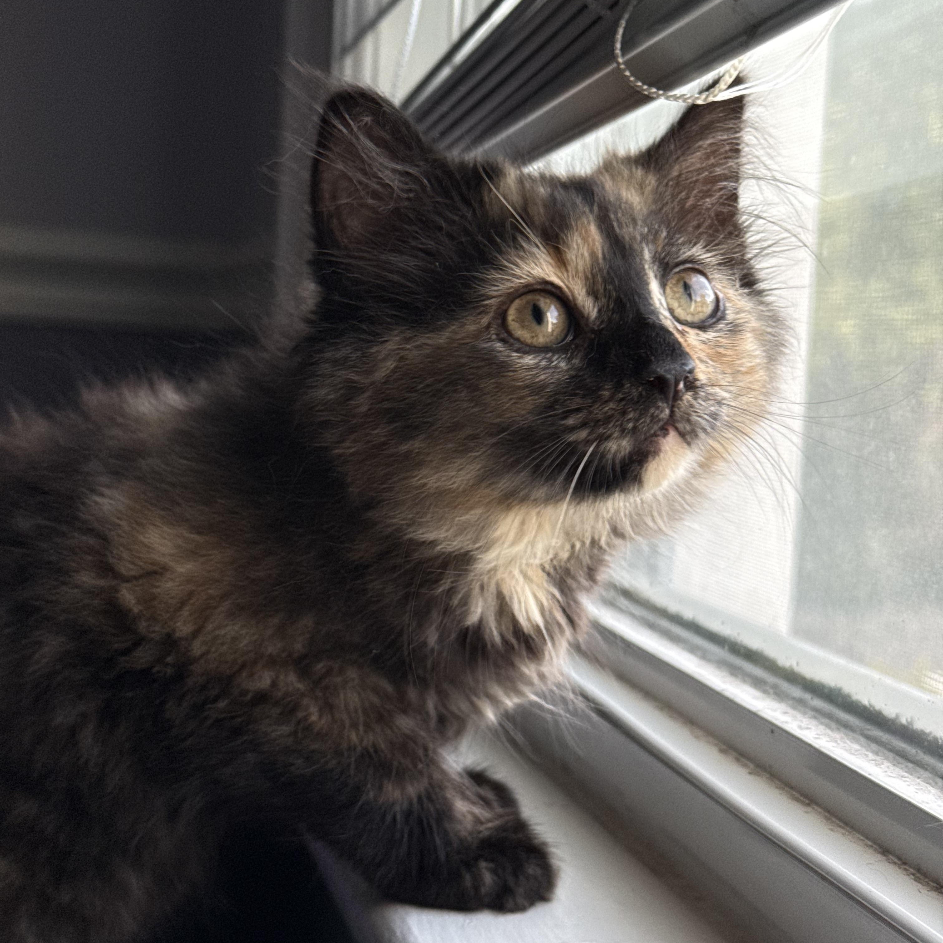 July, Adopted, Kitten Female Domestic Long Hair.