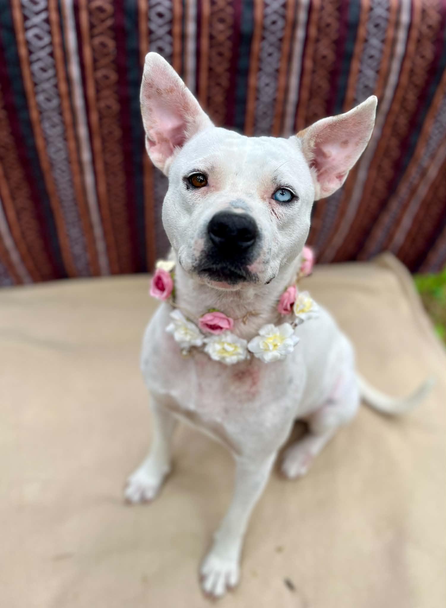 Enlarge Zinnia, a Adoptable mixed breed in Enfield, CT image 1/6