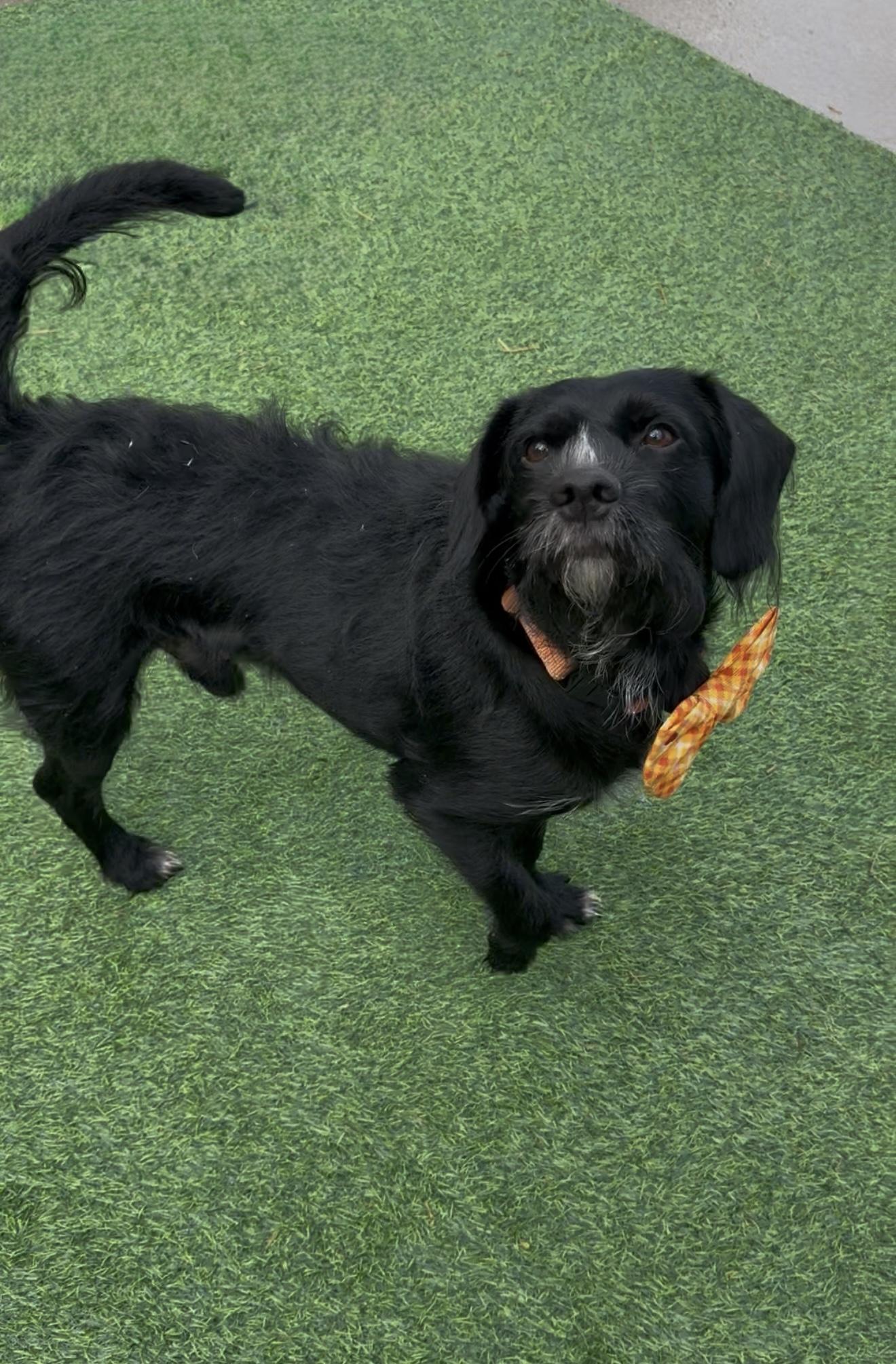 Claus, an adopted mixed breed in Hagerstown, MD image 3/6