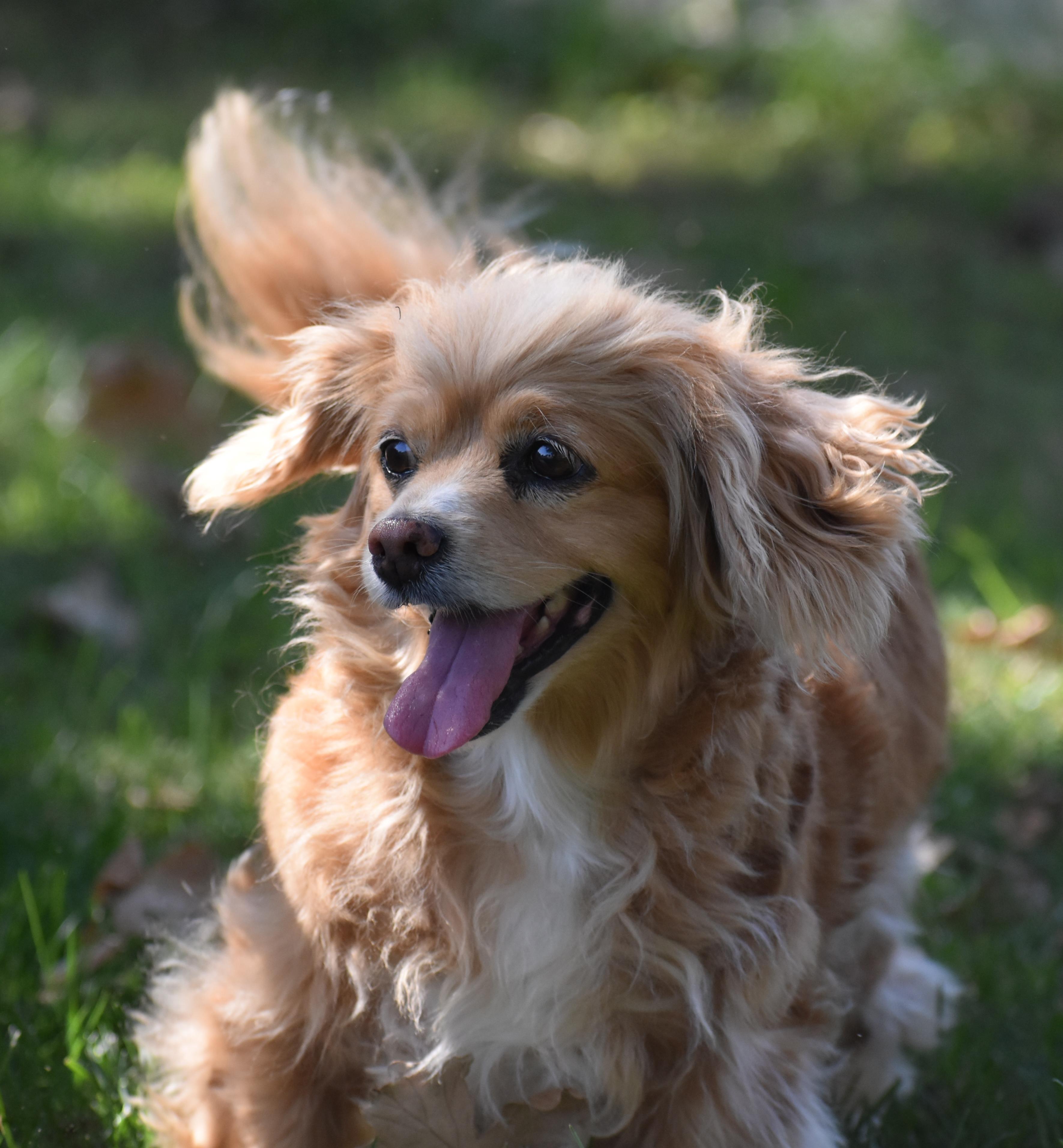 Claus, Adopted, Senior Female Cocker Spaniel.