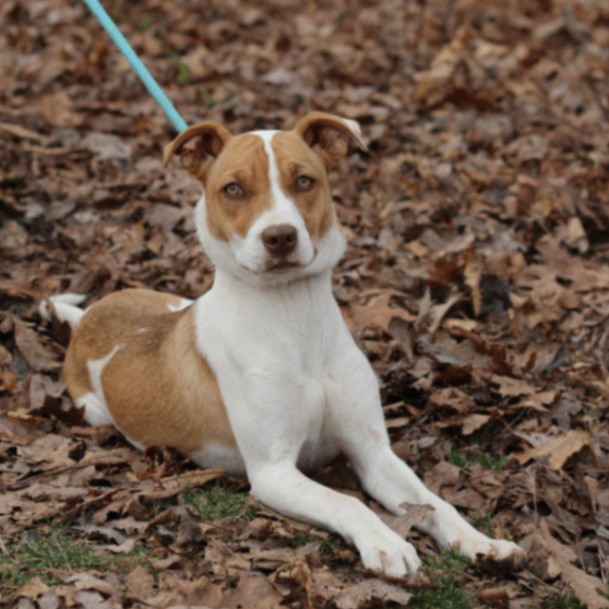 Fruit Snacks , a Adopted mixed breed in Lyndhurst, VA image 1/2