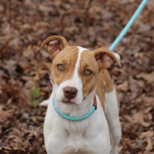 Fruit Snacks , a Adopted mixed breed in Lyndhurst, VA image 2/2