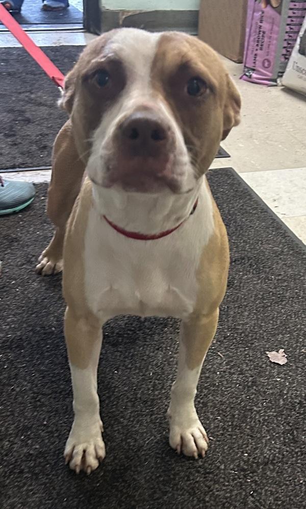 Pauley, Adoptable, Adult Male Pit Bull Terrier.