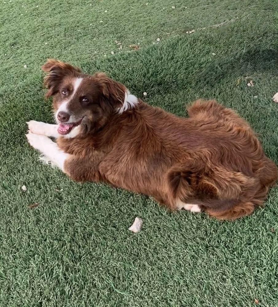1098 Sandi, a Adoptable Australian Shepherd in Ottumwa, IA image 1/6