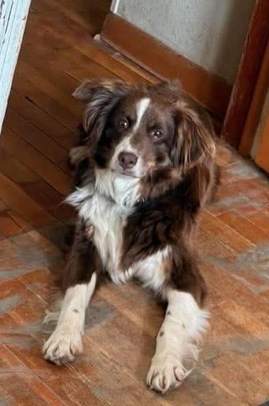 1098 Sandi, a Adoptable Australian Shepherd in Ringwood, IL image 1/6