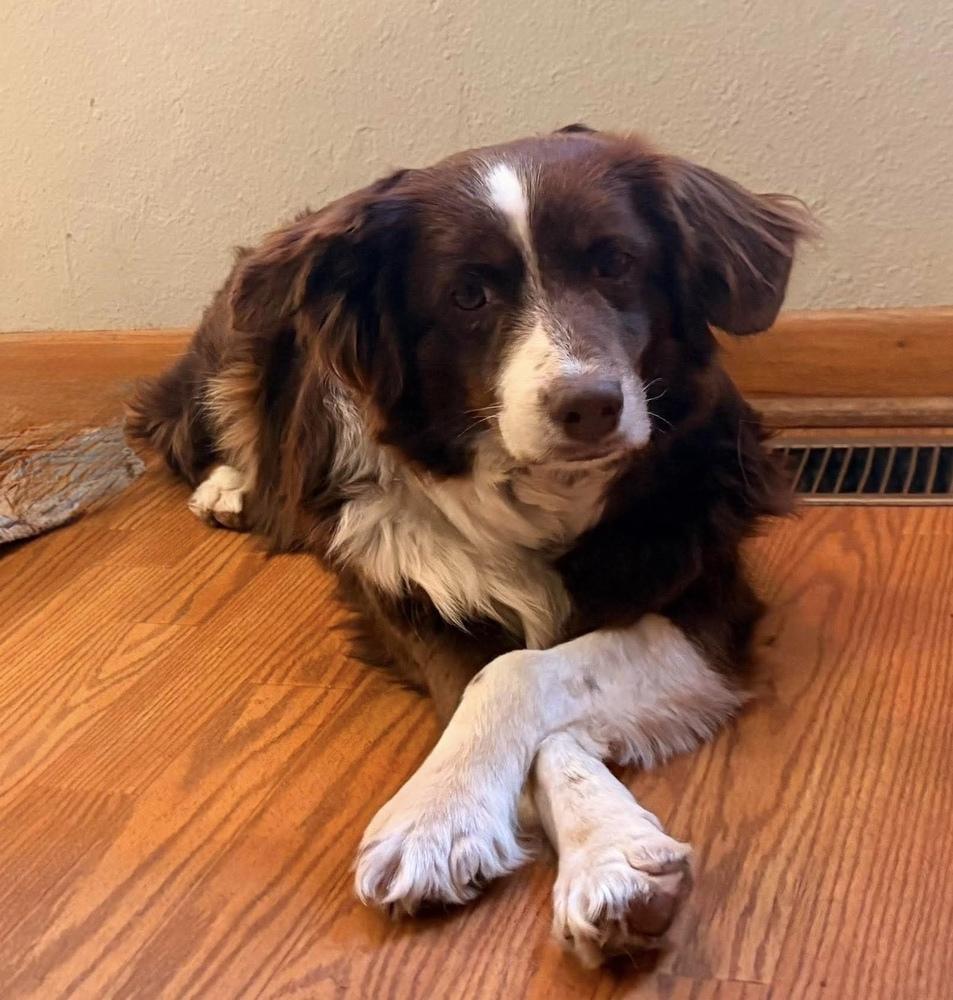 1098 Sandi, Adoptable, Adult Female Australian Shepherd.