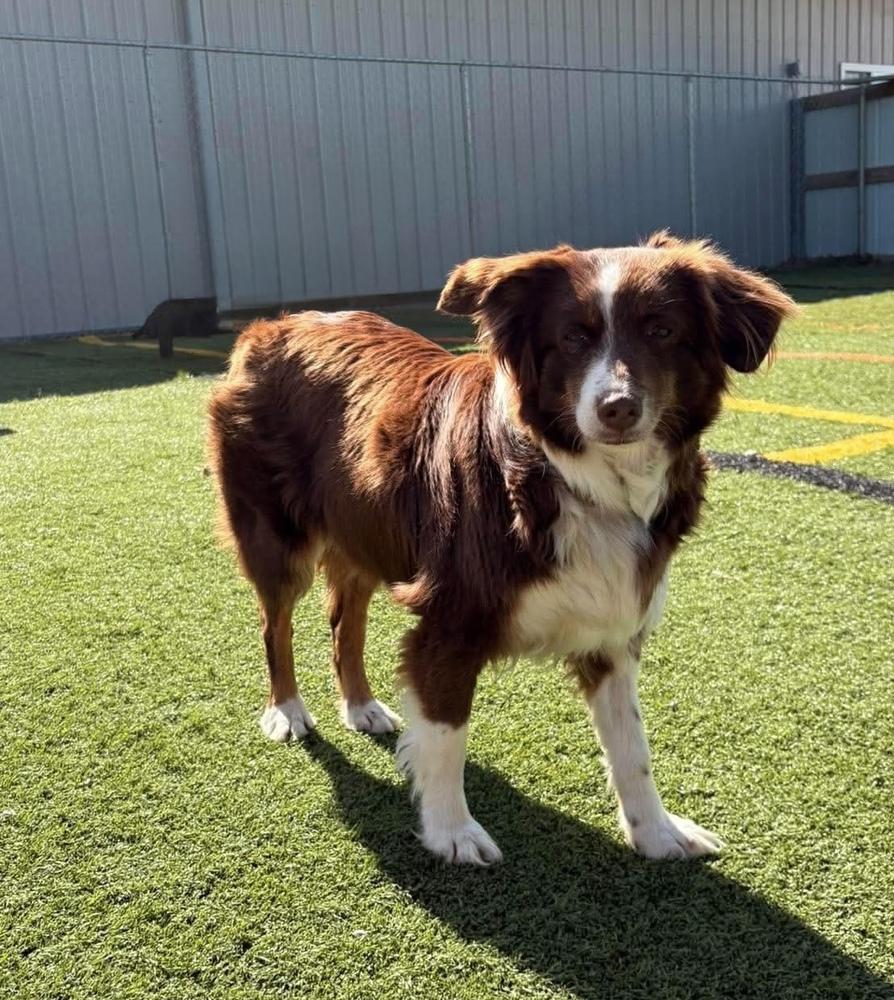 1098 Sandi, a Adoptable Australian Shepherd in Ringwood, IL image 2/5