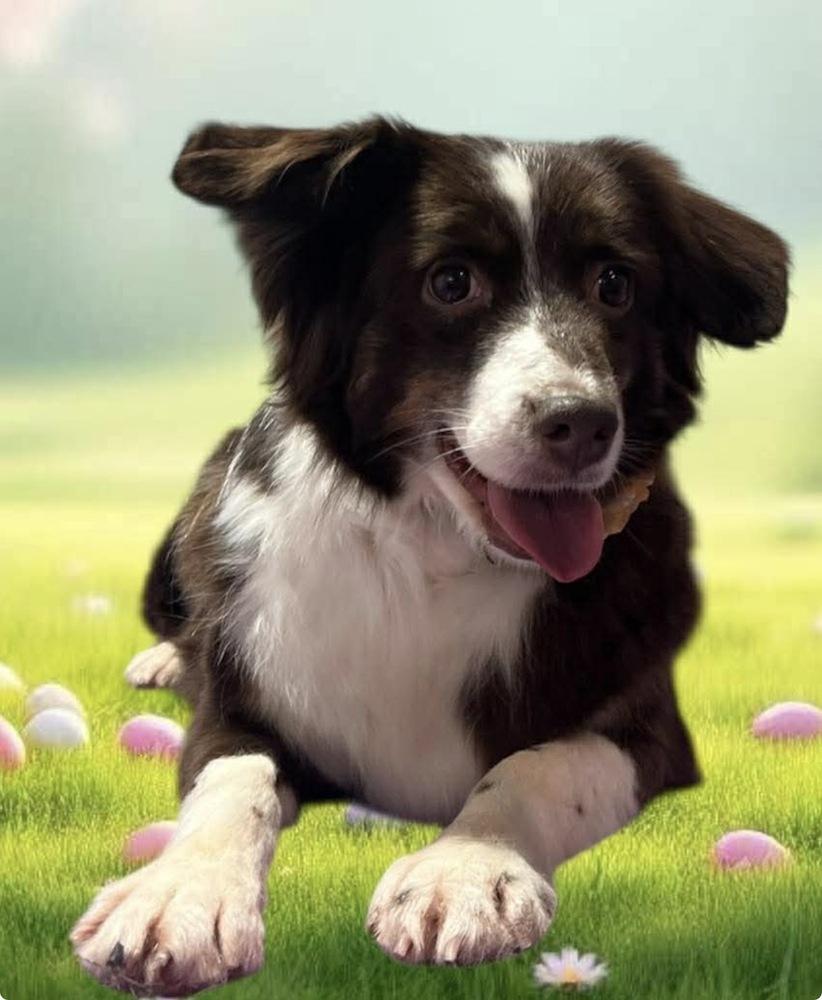 1098 Sandi, a Adoptable Australian Shepherd in Ringwood, IL image 3/5