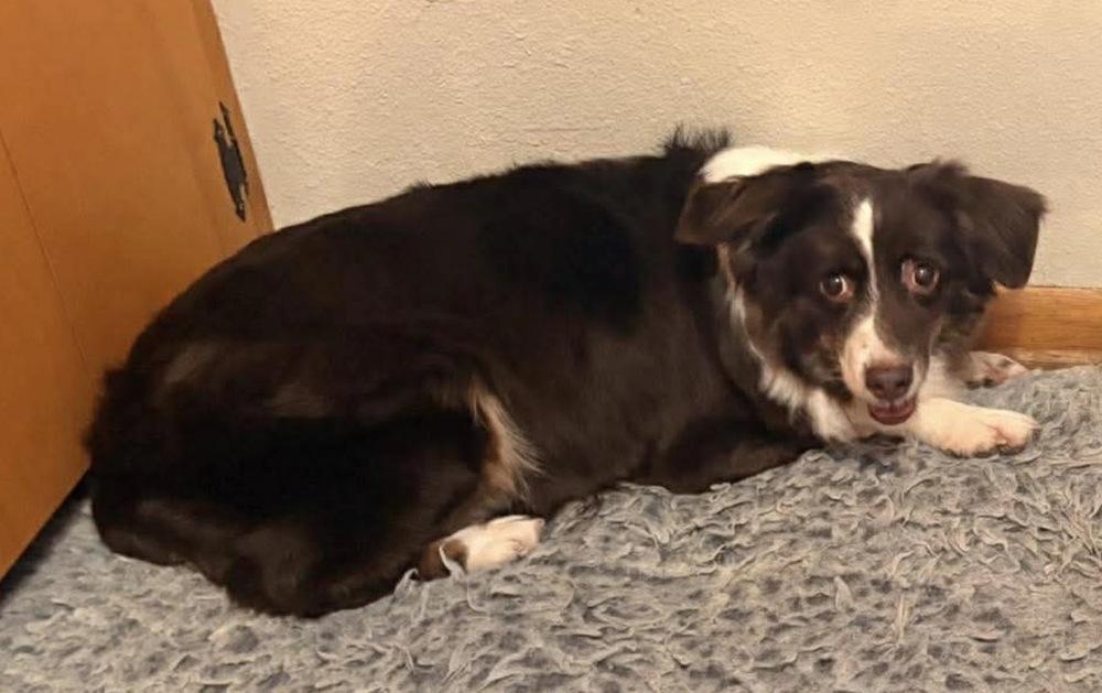 1098 Sandi, a Adoptable Australian Shepherd in Ringwood, IL image 4/5
