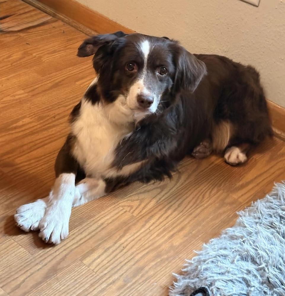1098 Sandi, a Adoptable Australian Shepherd in Ringwood, IL image 5/5
