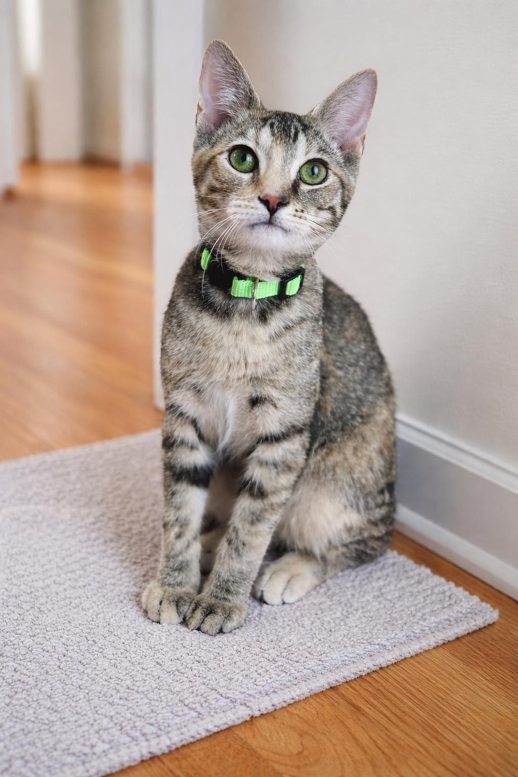 Enlarge Pansy, a ADOPTABLE Domestic Short Hair in Rixeyville, VA image 4/4