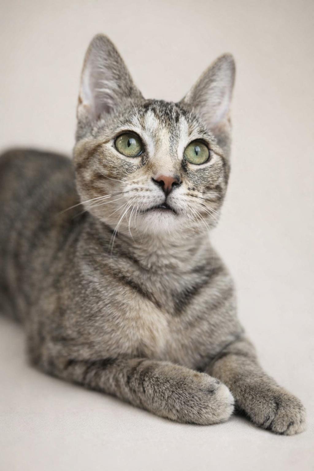 Pansy, ADOPTABLE, Young Female Domestic Short Hair.