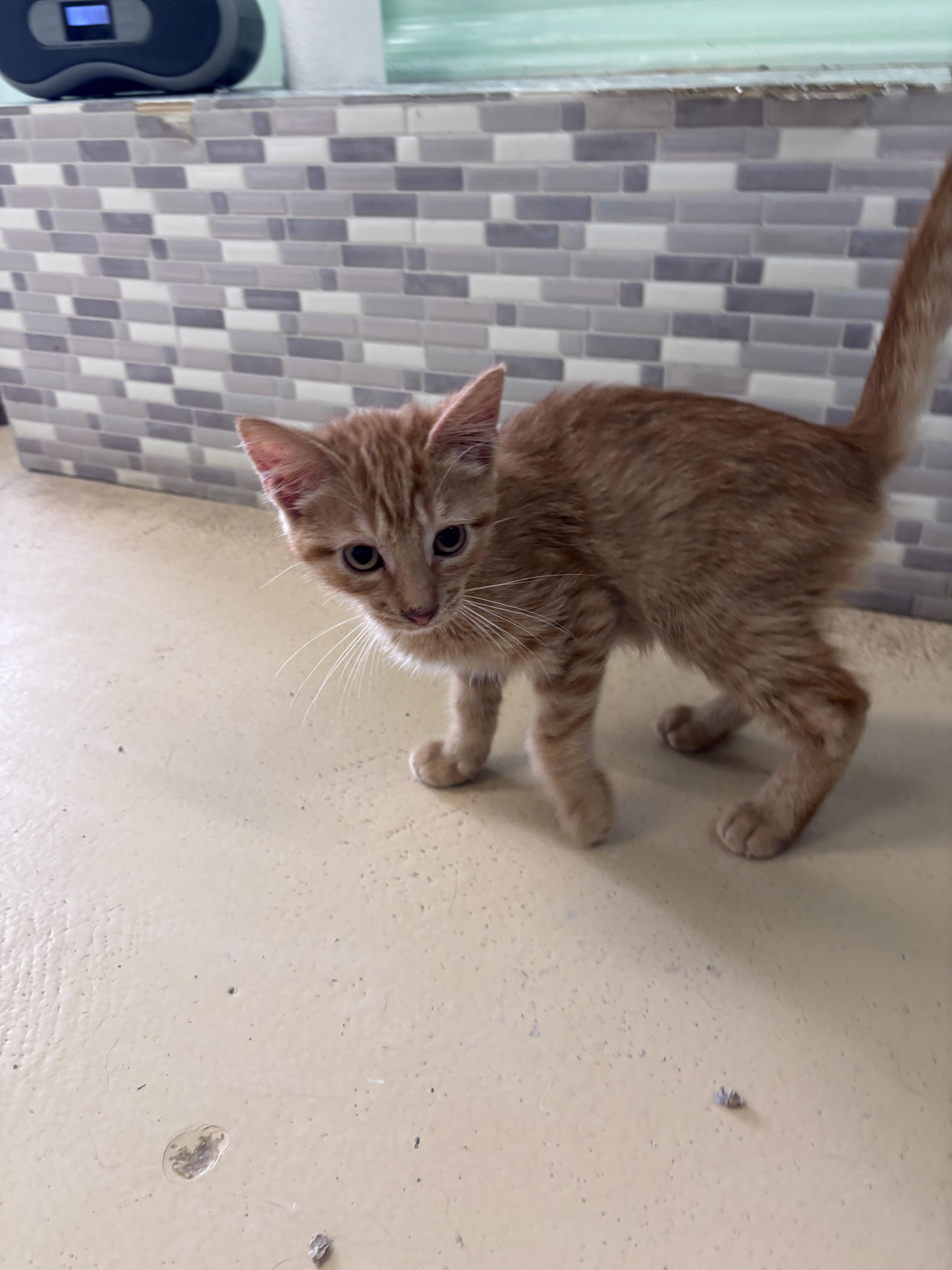 Enlarge Bennie, a Adoptable Domestic Short Hair in Franklin, IN image 1/1